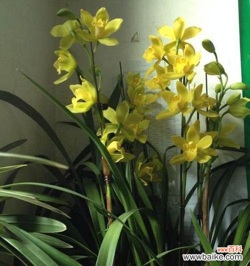 用花言巧语表达内心的忏悔 忏悔之花