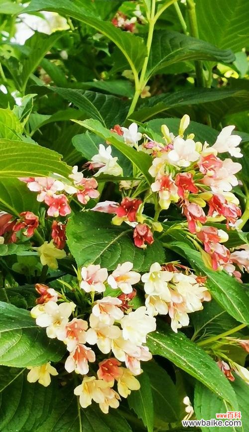 用花言巧语表达内心的忏悔 忏悔之花