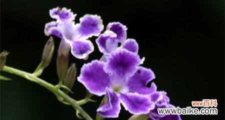 以花语揭示人世间最珍贵的品质 诚实之花