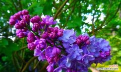 以花语揭示人世间最珍贵的品质 诚实之花