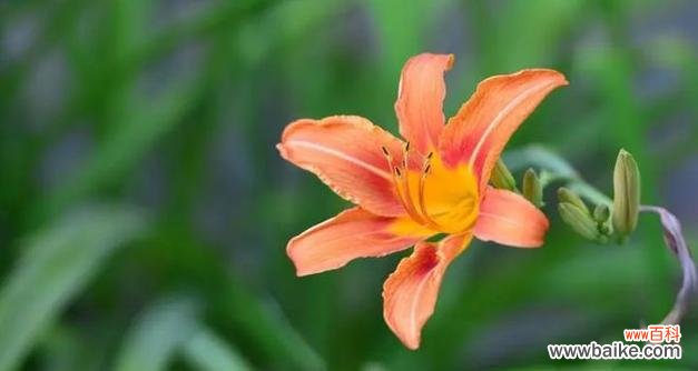 百合花传达真诚 花语中的诚信之花