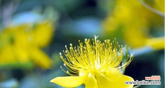 百合花传达真诚 花语中的诚信之花