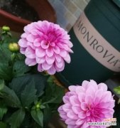 用花语表达对未来的渴望与向往 憧憬的花——寄托心灵的美丽梦想