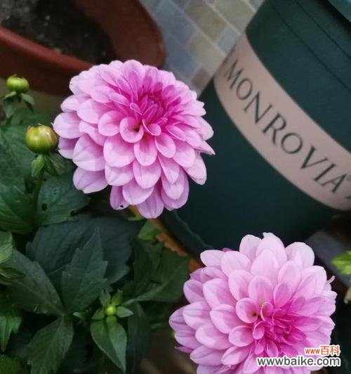 用花语表达对未来的渴望与向往 憧憬的花——寄托心灵的美丽梦想