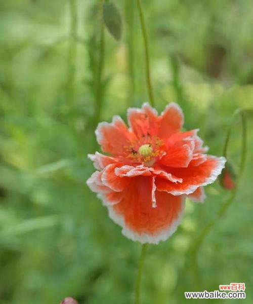 用花语表达对未来的渴望与向往 憧憬的花——寄托心灵的美丽梦想