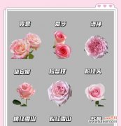 银边吊兰的美丽与象征 以银边吊兰的花语与寓意