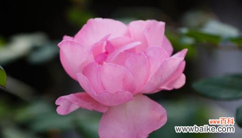 绽放于心间的花朵 月季花语