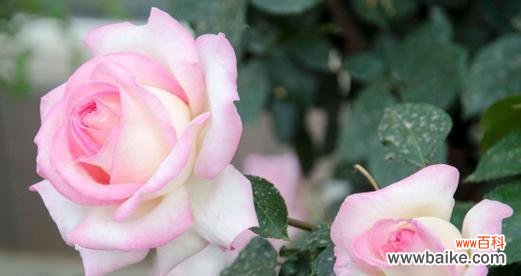 探索花海中的秘密 月季的寓意与象征意义