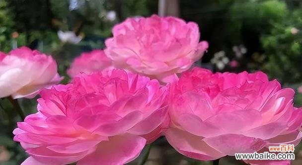 探索花海中的秘密 月季的寓意与象征意义