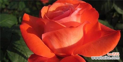 探寻月季花花语的含义与象征 月季花花语之美丽与浪漫