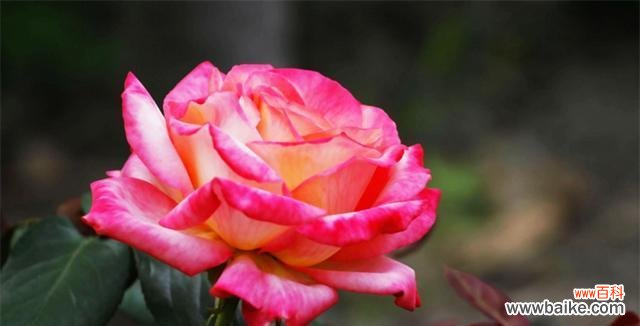 探寻月季花花语的含义与象征 月季花花语之美丽与浪漫