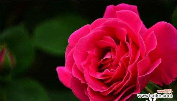 唤起爱情与美好回忆 月季花花语