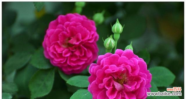 用花语解读月季花的情感与祝福 月季花的花语与寓意