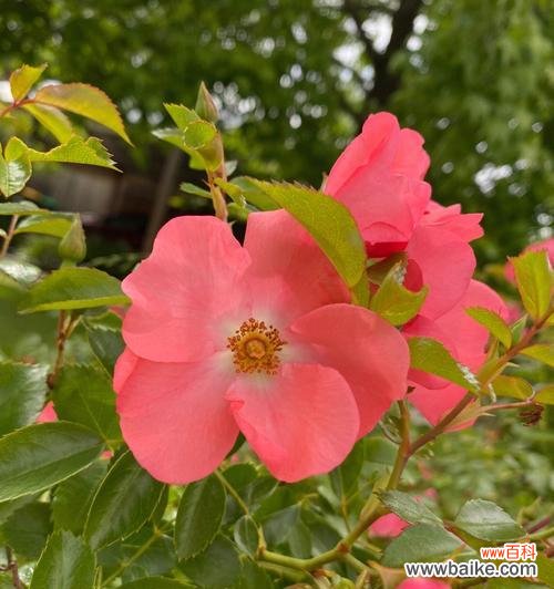 解读月季花语的深层含义 月季花语的神秘之意