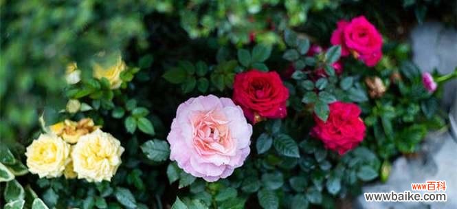用月季花语传递心意 月季花语之美——花开花落,寄托情怀