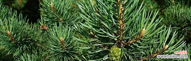 探索云杉的深意 云杉之美