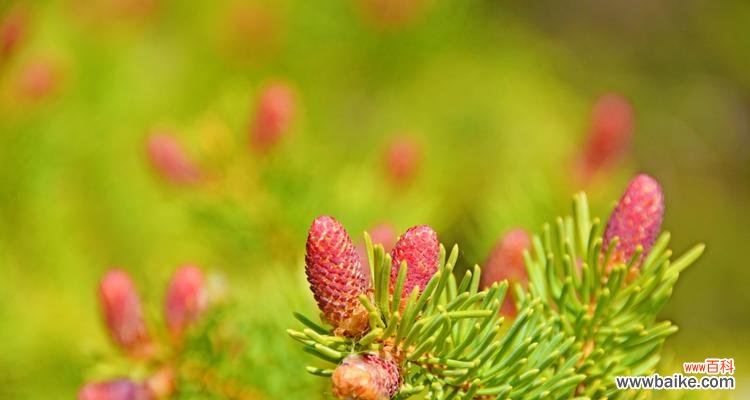 探索云杉的深意 云杉之美