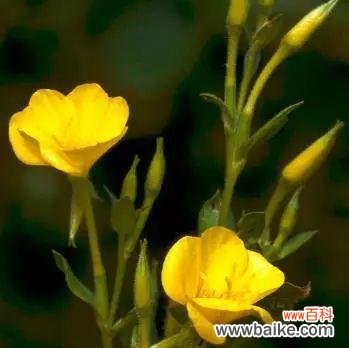 月见草花语的深层意义与应用 探寻月见草的花语之美