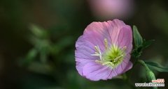 月见草花语的深层意义与应用 探寻月见草的花语之美