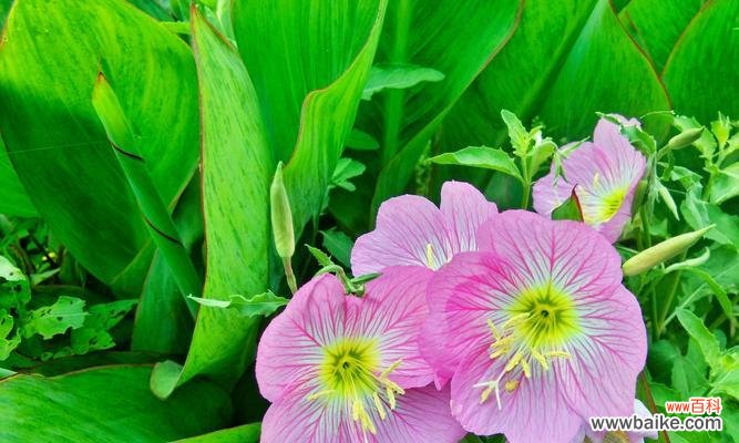 月见草花语的深层意义与应用 探寻月见草的花语之美