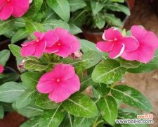 追寻美好生活的指南针 长春花