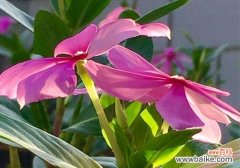 长春花 长春花花语的美丽与象征