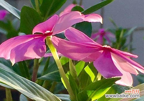 长春花 长春花花语的美丽与象征