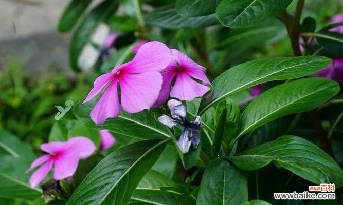 长春花 长春花花语的美丽与象征