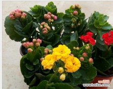 寓意深远的长寿花 长寿花的花语与寓意