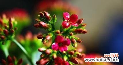 寓意深远的长寿花 长寿花的花语与寓意