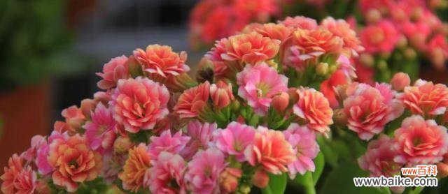 寓意深远的长寿花 长寿花的花语与寓意