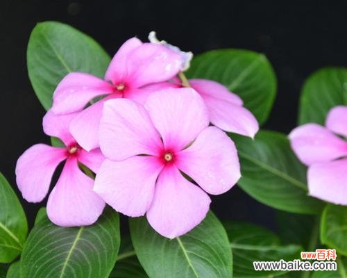 在花海中感受生命的力量 长春花