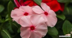 在花海中感受生命的力量 长春花