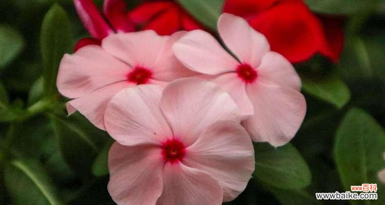 在花海中感受生命的力量 长春花