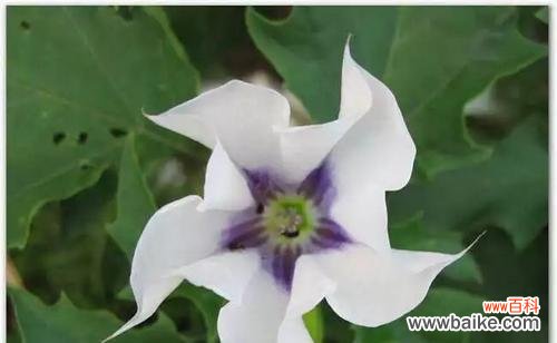 以花语诠释内心的哀伤 寄意花开，唯惆怅