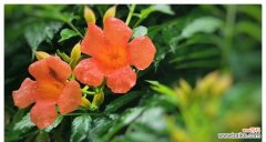 以花语诠释内心的哀伤 寄意花开，唯惆怅