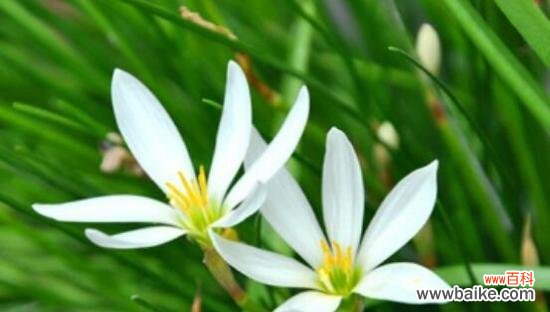 纯洁花的种类与象征 纯洁的花