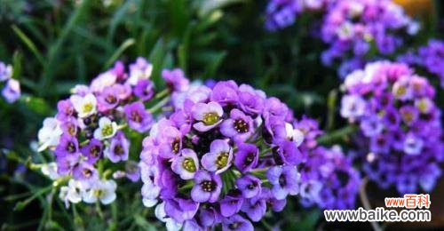 探索那些表达单相思的花朵的美丽秘密 花语揭示的单相思之情