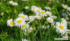 探索那些表达单相思的花朵的美丽秘密 花语揭示的单相思之情