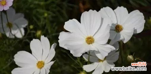 以花为媒 花开道歉,花语传情