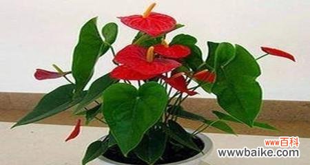 揭秘花卉如何带来财富和好运 花语里的发财好运