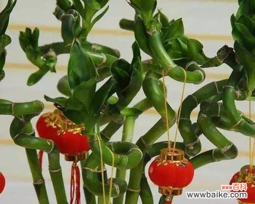 揭秘花卉如何带来财富和好运 花语里的发财好运