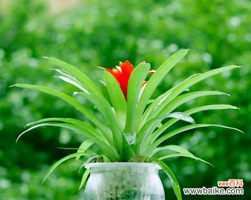 揭秘花卉如何带来财富和好运 花语里的发财好运