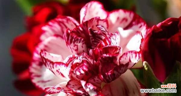 温暖滋养心田的花语 父爱如花开，花开如父爱