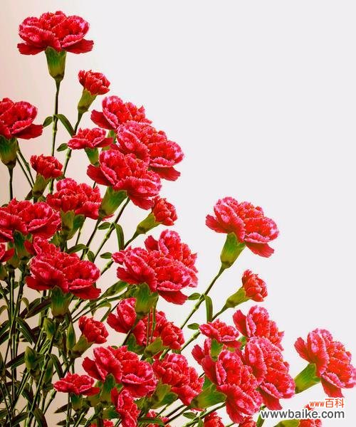 温暖滋养心田的花语 父爱如花开，花开如父爱