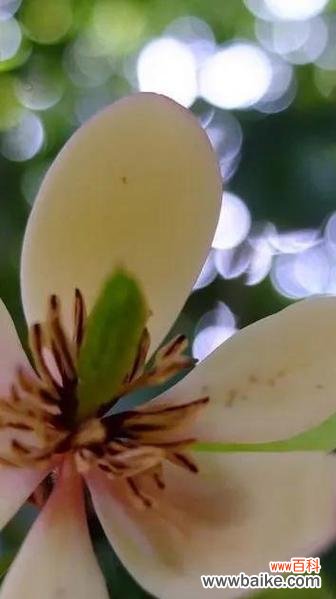 以高洁的花来表达纯洁无暇和高尚品格的意义 高洁的花-品格的象征