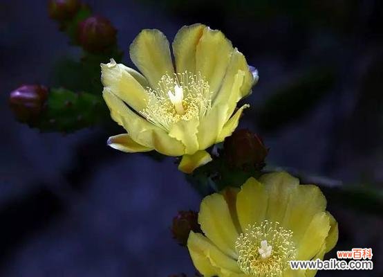 解读高冷花语 高冷花的花语与个性特点