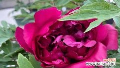 恭喜的花语 花言巧语，送上美好祝福