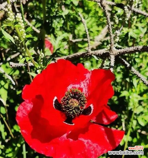 探索孤独花的内在世界 寂寞花的心声