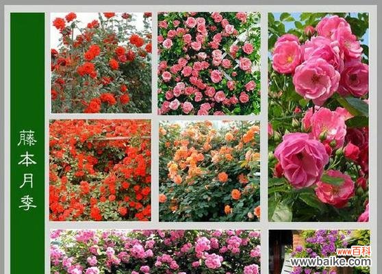 探索花语世界中害羞花朵的含义与传达 花语世界中的害羞花——害羞的表达之美